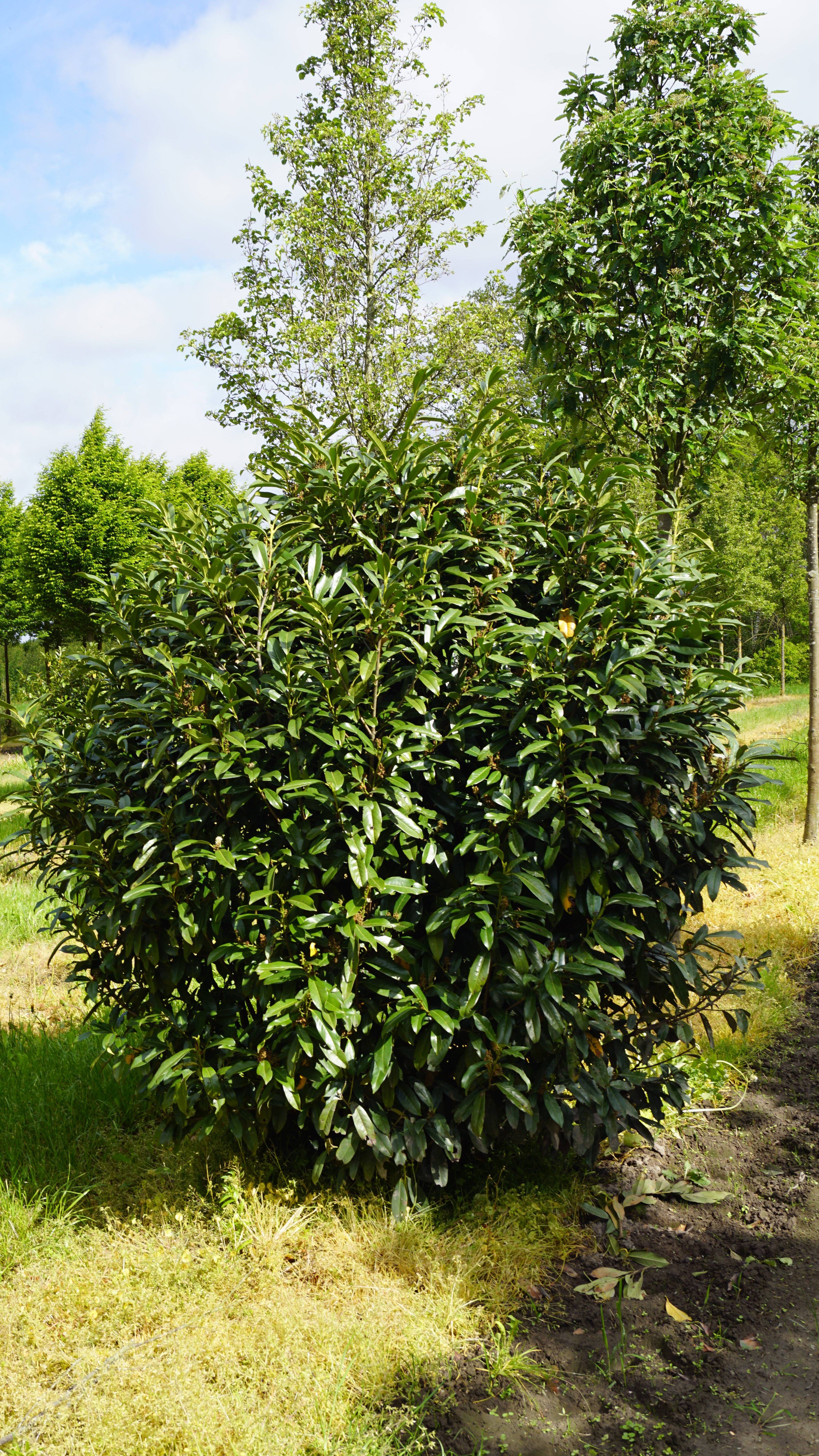 Prunus laurocerasus 'Reynvaanii' (13)